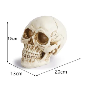 Detailed human skull model with dimension markers 20x13x15cm for medical teaching