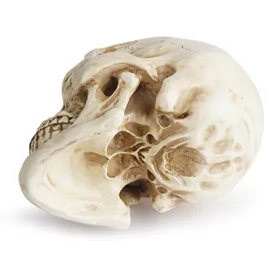 Macro shot of realistic resin skull model showing detailed bone texture and base structure