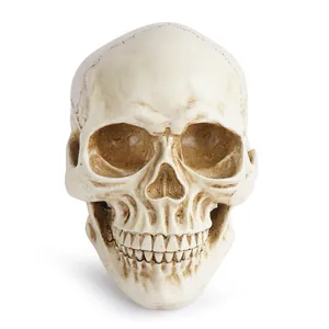 Detailed front view of realistic resin human skull model with bone texture for medical teaching