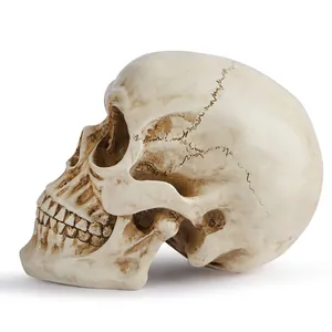 Realistic resin human skull model with aged bone texture for Halloween or teaching