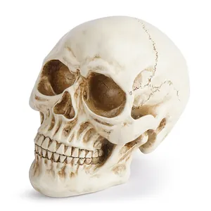 Realistic resin human skull model for anatomy teaching and Halloween decoration