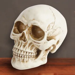 Realistic resin human skull model with aged texture detail for Halloween decor