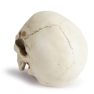 Realistic resin human skull model with anatomical textures for medical teaching or Halloween decor