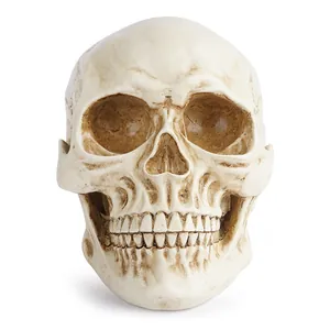 Realistic resin human skull model with bone texture and weathered cracks for Halloween decor