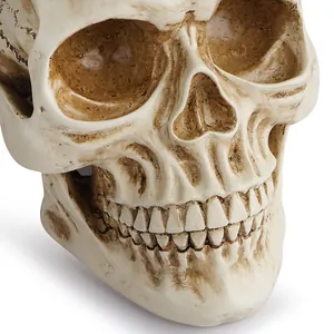 Detailed view of the aged resin texture and realistic anatomical features of the skull model
