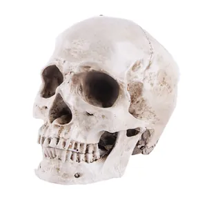 Detailed close-up of a resin human skull flowerpot showing bone texture and aging effects