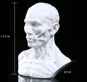 Human head and neck muscle anatomy resin bust model with detailed dimension markings