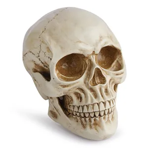 Aged resin human skull model with realistic bone texture for medical teaching and decor