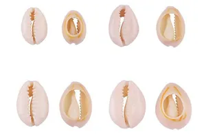 Macro detail of eight cream white natural cowrie shells for DIY jewelry making and crafts