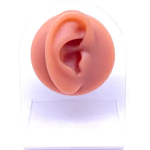 Detailed view of flesh-colored silicone ear model on transparent acrylic display stand