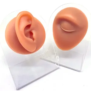 Macro detail of silicone ear and closed eye medical teaching models with acrylic stands