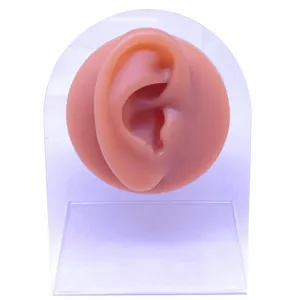 Silicone ear model on acrylic stand for medical teaching or jewelry display