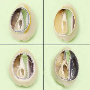 Natural Shell Electroplated Cowrie Shell Pendant Hollow Spiral Conch Charm For DIY Necklace Jewelry Making Accessories