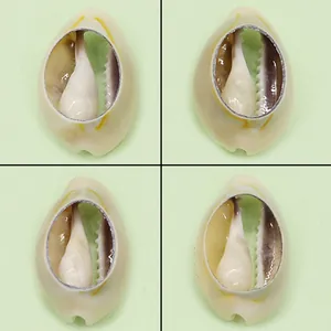 Natürliche Durchbrochene Kauri-Muschel Anhänger Weißer Conch-Charm Für DIY Halskette Armband Ohrring Schmuckherstellung Zubehör