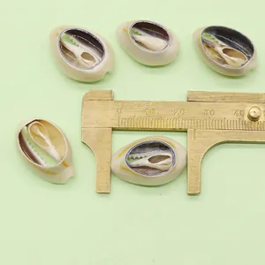 Macro view of five natural white cowrie shell pendants showing inner spiral and 20mm size