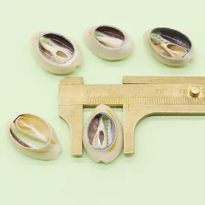 Macro view of natural cowrie shells measured with calipers for DIY jewelry making