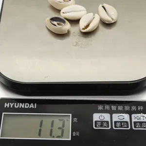 Macro detail of five natural white cowrie shells weighed at 11.3g for DIY jewelry making