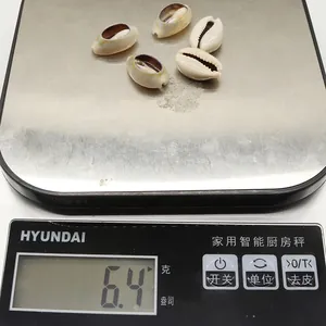 Makro-Detail von fünf natürlichen weißen Kauri-Muscheln auf einer digitalen Präzisionswaage