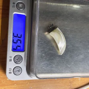 Krallenförmiger weißer Muschel-Anhänger auf einer Waage zeigt ein Gewicht von 3,55 g