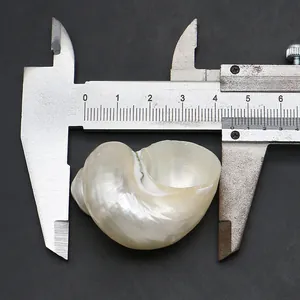 Λεπτομέρεια macro από λευκό φυσικό κοχύλι 4,3cm με παχύμετρο ακριβείας σε μαύρο φόντο