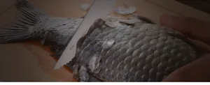 Close-up comparison of traditional knife versus specialized fish scaler tool on raw fish
