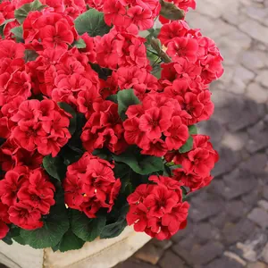 Détail d'un géranium rouge artificiel en pot blanc posé sur un pavé vintage