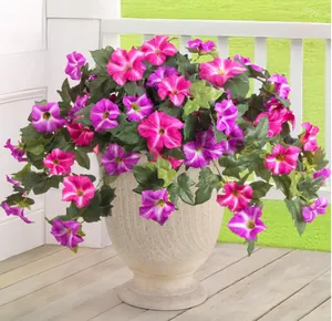 Ipomées luxuriantes violettes et roses en vase de pierre sur une terrasse ensoleillée