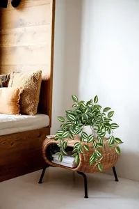 Close-up of artificial green leaves with white stripes in a white ceramic pot on a rattan table
