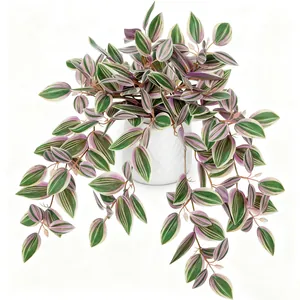 Close-up of hanging Tradescantia zebrina vine leaves in a white textured ceramic pot