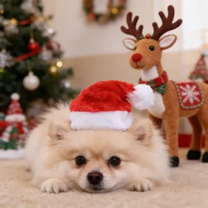 Close-up of a Pomeranian dog wearing a festive red plush Christmas hat with a pom-pom