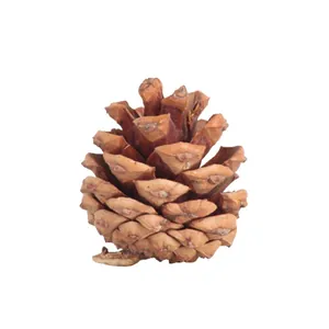 Pomme de pin naturelle de 3 à 7 cm pour décoration de Noël et accessoires de DIY