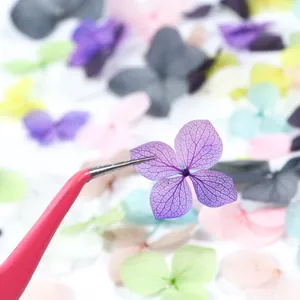 Natural dried hydrangea flower petals for nail art DIY with tweezers close-up view