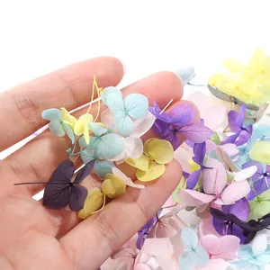 Macro shot of colorful preserved hydrangea petals with natural veins for nail art decoration