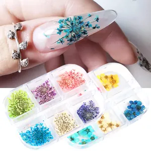 Set di fiori secchi per nail art in scatola a 12 scomparti e manicure floreale