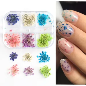 Dettaglio di fiori secchi naturali in 6 colori in scatola per decorazione nail art DIY