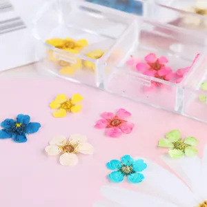 Macro di fiori secchi colorati in scatola a 6 griglie per nail art fai da te e artigianato