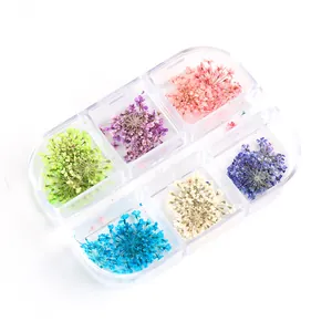 Scatola da 6 scomparti con fiori secchi colorati per nail art e decorazioni fai da te