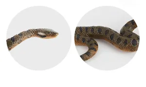 Macro detail of the realistic snake model showing lifelike scales and texture