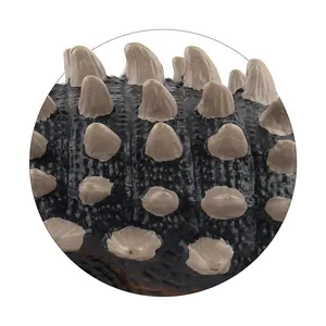 Detailed view of the realistic dinosaur model featuring black skin texture and brown spikes
