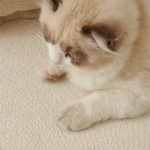 Wasserdichte kratzfeste Sisal-Katzenmatte in Beige mit robuster rutschfester Gewebestruktur