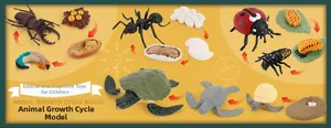 Detailed growth cycle models of stag beetle, ant, ladybug and sea turtle for education