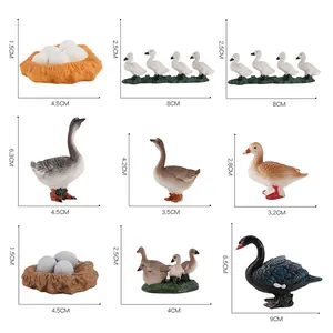 Miniatuur levenscyclus modelset toont groei van zwaan en gevogelte met afmetingen