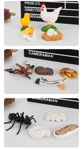 Educational life cycle toy set featuring detailed stages of chicken, mosquito and ant