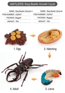 Detailed educational stag beetle growth cycle toy set showing egg to adult stages