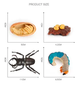 Detailed size chart for the stag beetle life cycle growth model toy set for kids