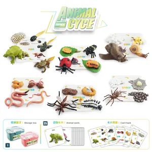 Modèle de Simulation du Cycle de Vie de la Croissance Animale Réaliste Grenouille Escargot Coccinelle Ver de Terre Moustique Araignée Jouets Éducatifs Avec Boîte Cartes