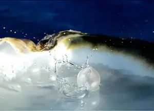 Macro d'une perle blanche dans son huître avec un effet d'éclaboussure d'eau dynamique