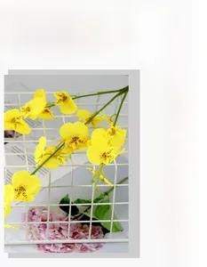 Detailed view of yellow dancing lady orchid with delicate petals on long green stems