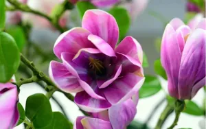 Gros plan de pétales de magnolia artificiel violet avec texture et dégradé réalistes