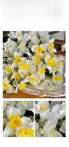 Détails macro des pétales de narcisses blancs réalistes et de l'étamine jaune